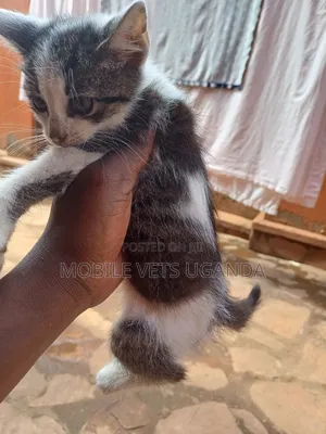 0-1 month Male Purebred Exotic