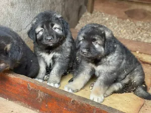 1-3 months Male Purebred Caucasian Shepherd
