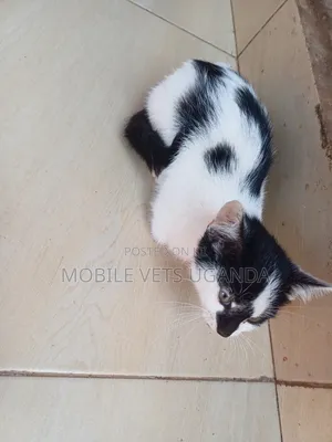 0-1 month Female Purebred Manx