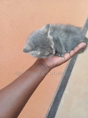 0-1 month Female Purebred Balinese