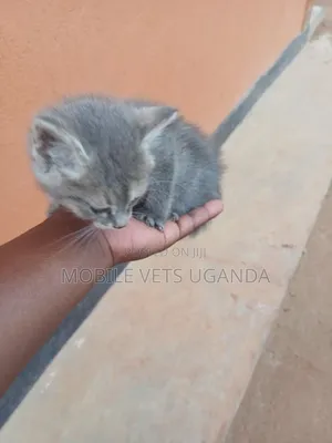 1-3 months Female Purebred Nebelung