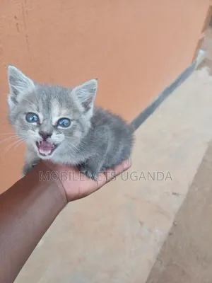 0-1 month Male Purebred British Shorthair