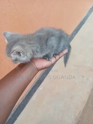 1-3 months Female Purebred Cymric