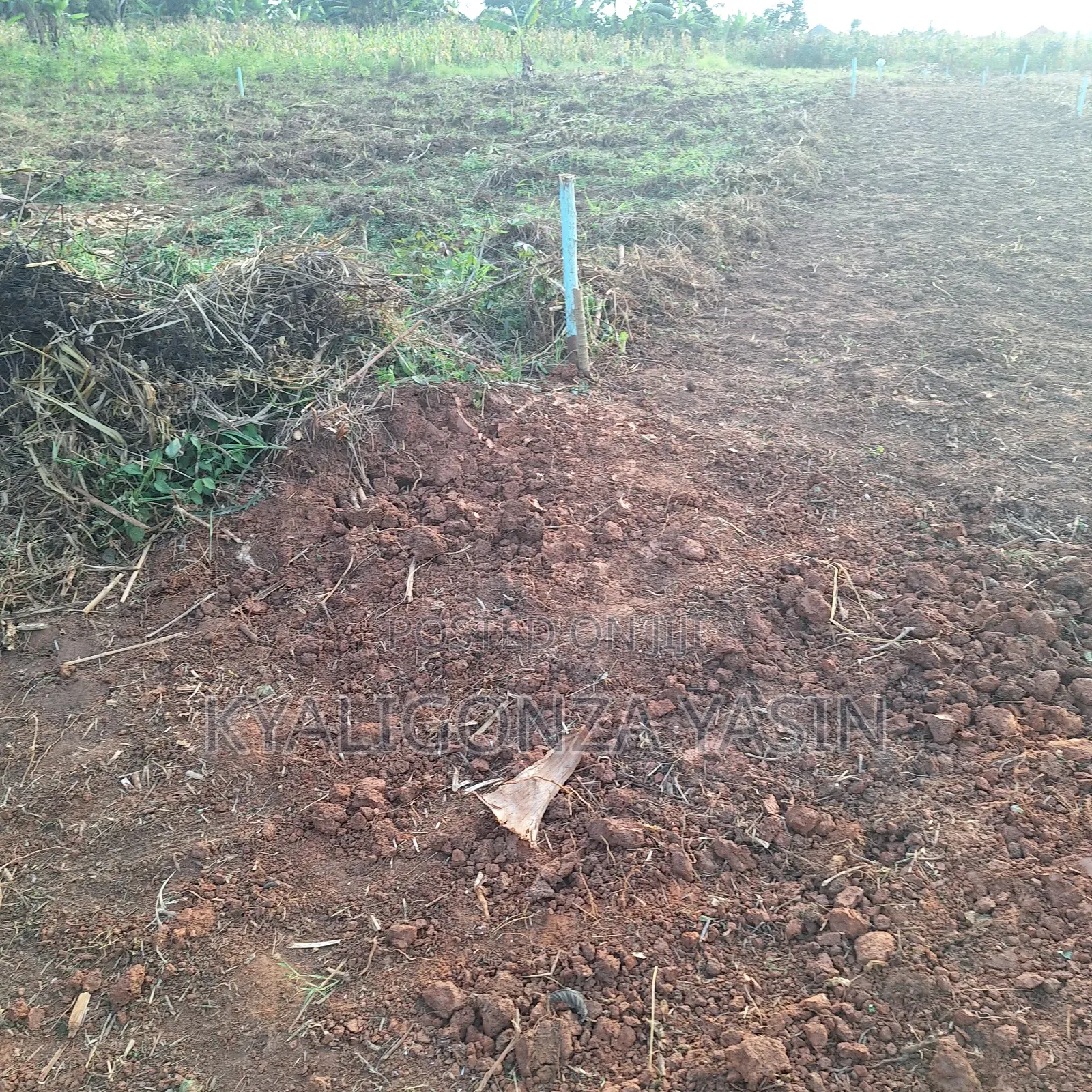 Cheap Plots
