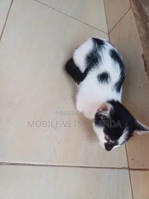 0-1 month Female Purebred Tabby