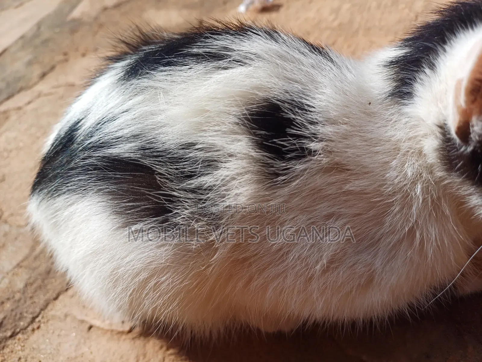 1-3 months Female Purebred Singapura