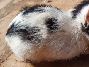 1-3 months Female Purebred Singapura