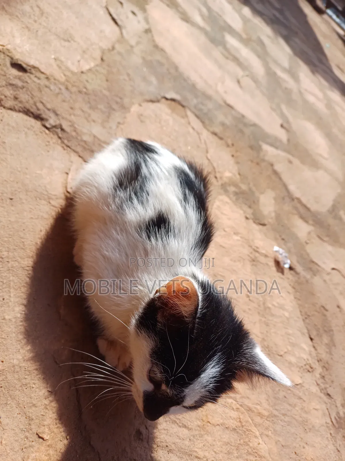 1-3 months Male Purebred Sphynx