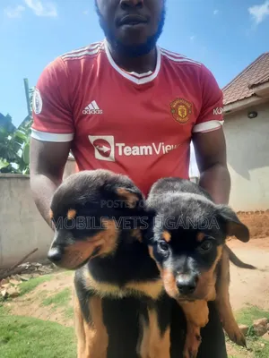 1-3 months Male Purebred Rottweiler