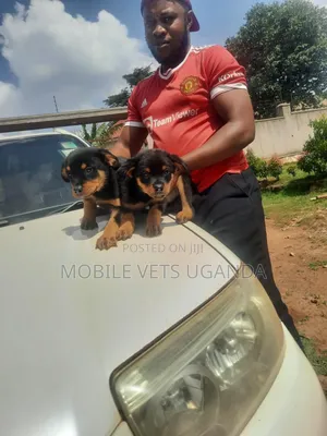 3-6 months Male Purebred Rottweiler