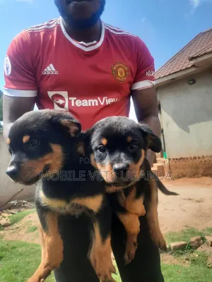 1-3 months Male Purebred Rottweiler