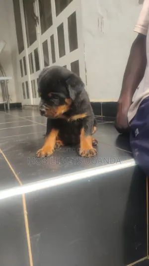 0-1 month Male Purebred Rottweiler