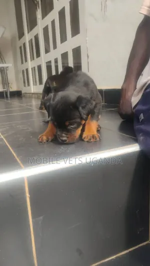 0-1 month Female Purebred Rottweiler
