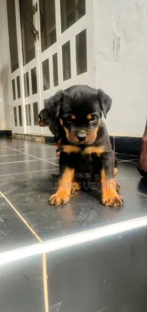 1-3 months Male Purebred Rottweiler