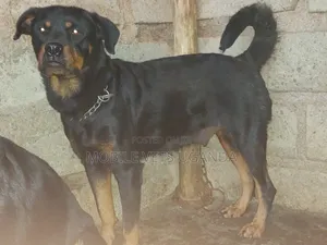 6-12 months Female Purebred Rottweiler