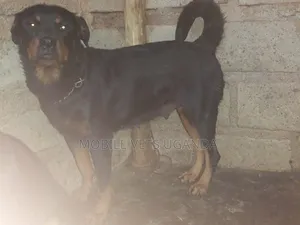 1+ year Female Purebred Rottweiler