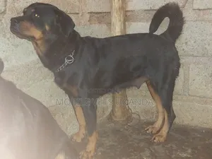 6-12 months Male Purebred Rottweiler