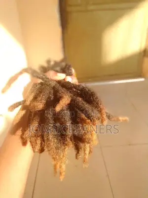 Natural Dreadlocks
