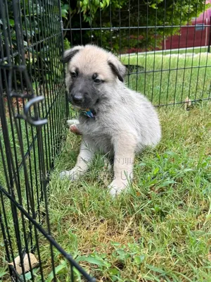 1-3 months Male Purebred German Shepherd