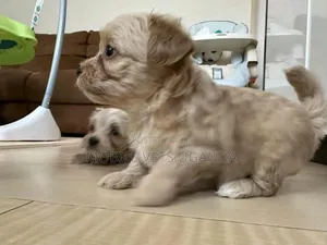 0-1 month Female Purebred Maltese