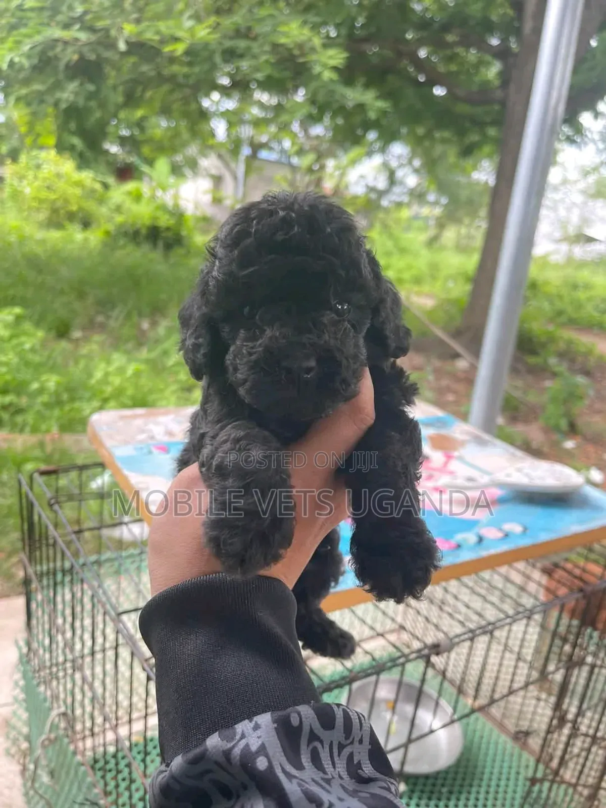 1-3 months Male Purebred Cocker Spaniel