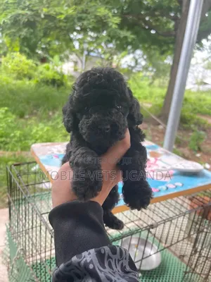 1-3 months Male Purebred Cocker Spaniel