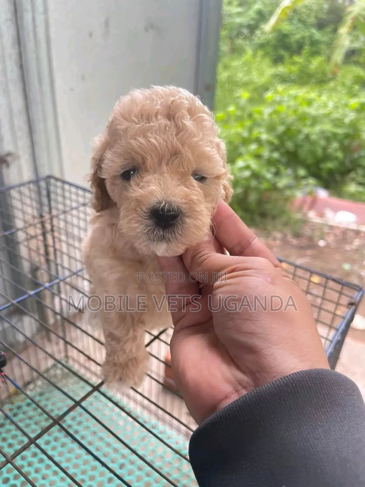 1-3 months Male Purebred Cocker Spaniel