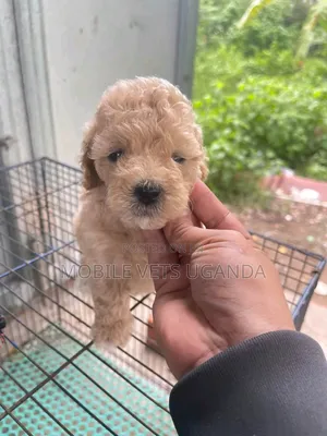 1-3 months Male Purebred Cocker Spaniel
