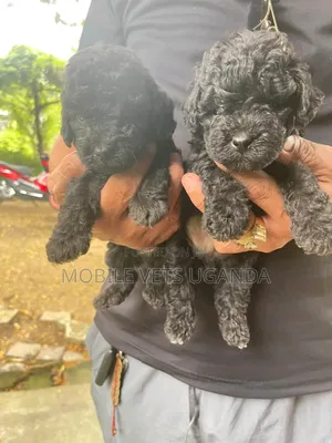 1-3 months Female Purebred Cocker Spaniel