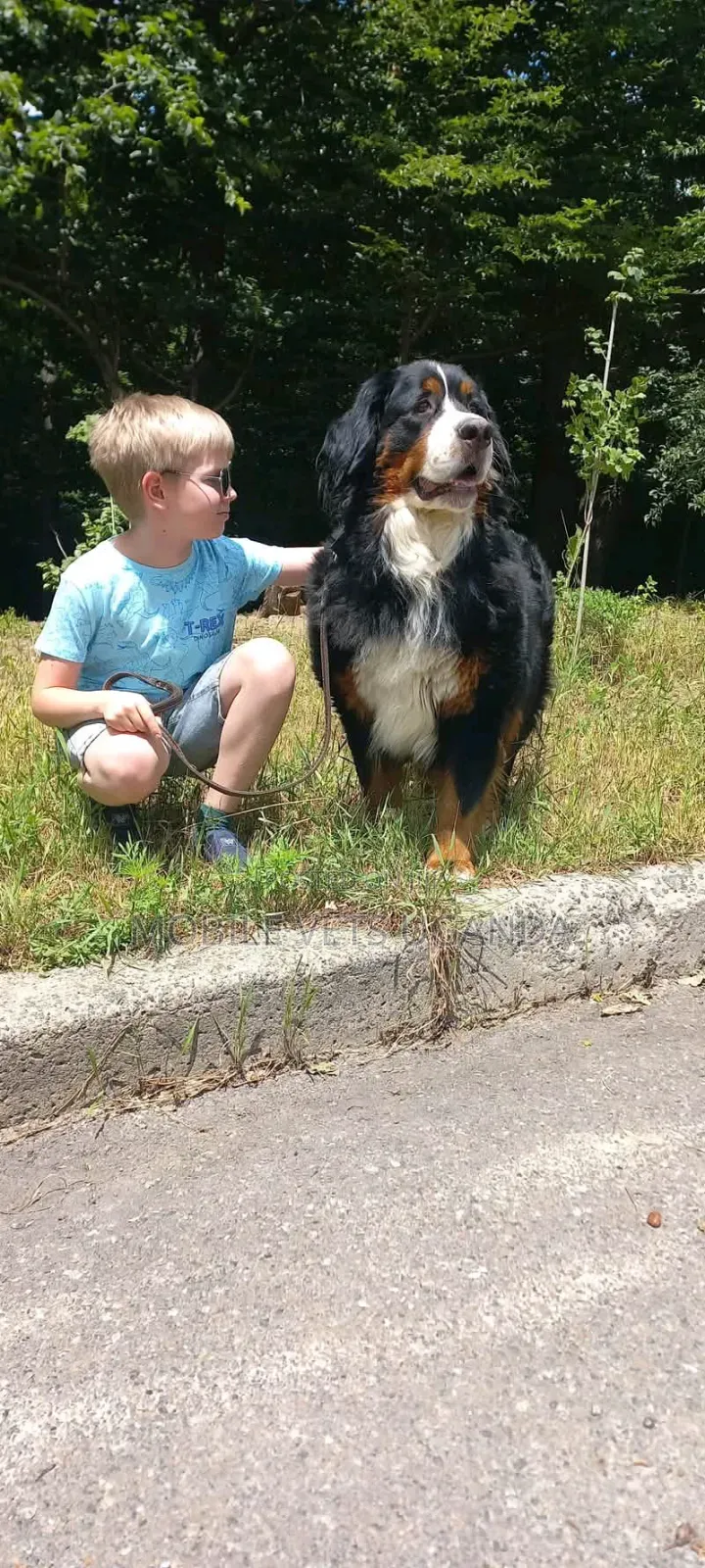 6-12 months Female Purebred Cocker Spaniel