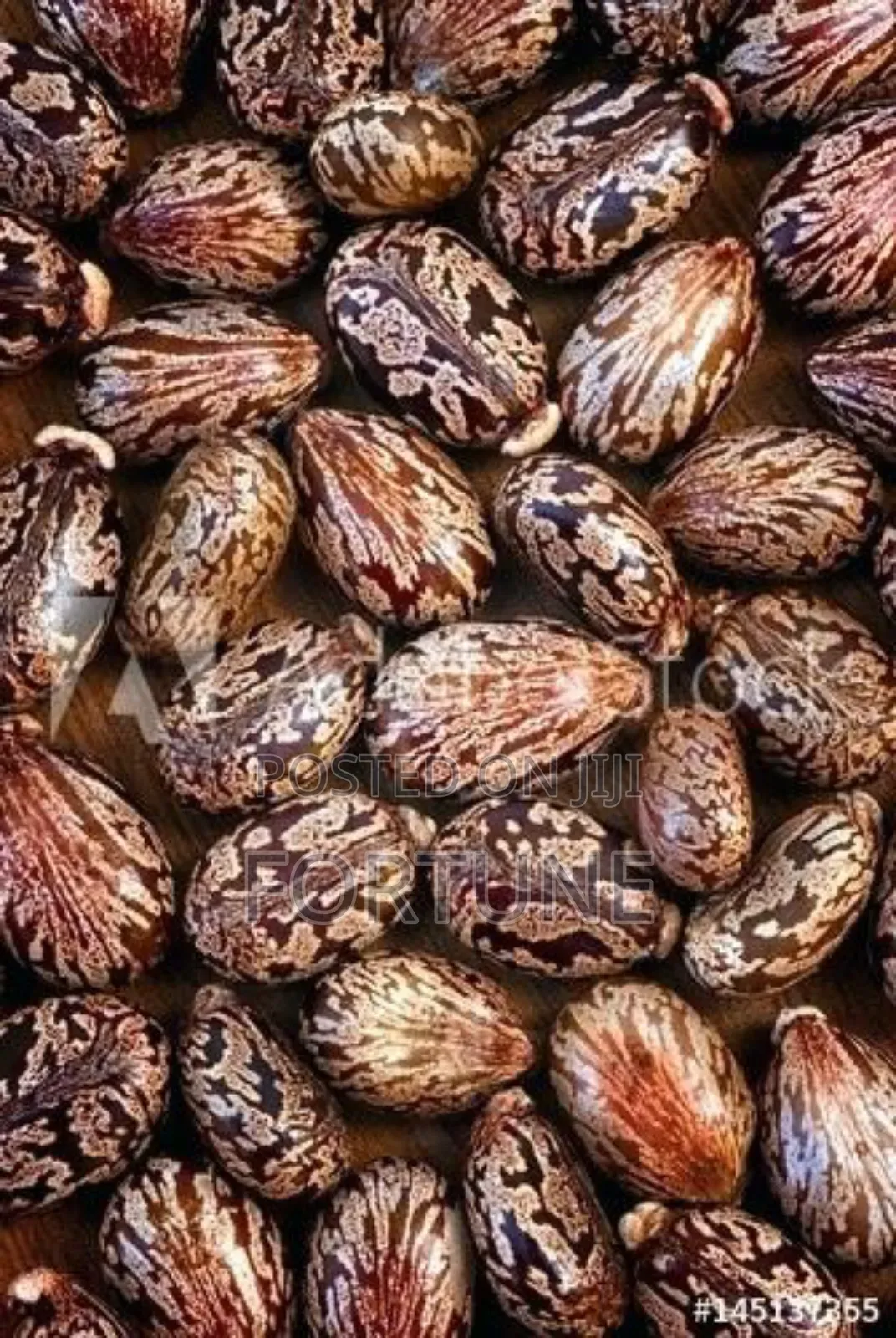 Castor Seeds