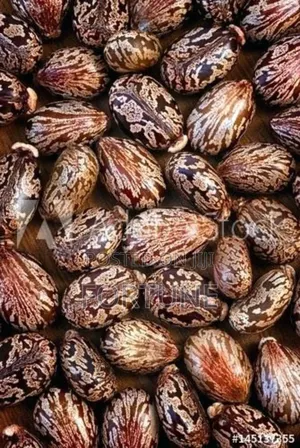 Castor Seeds
