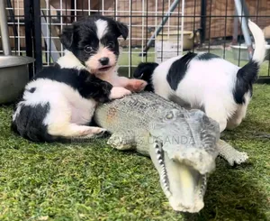 0-1 month Male Purebred Japanese Spitz