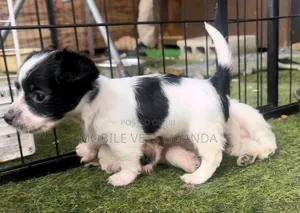 1-3 months Female Purebred Japanese Spitz