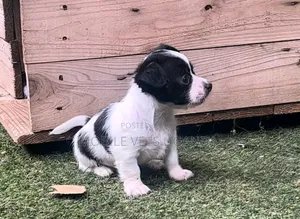 3-6 months Female Purebred Japanese Chin