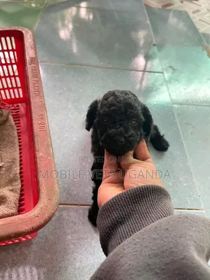 0-1 month Male Purebred Cocker Spaniel