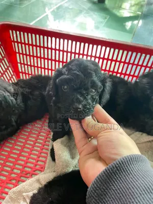 0-1 month Male Purebred English Cocker Spaniel