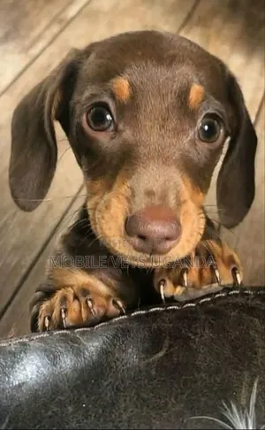 1-3 months Female Purebred Dachshund