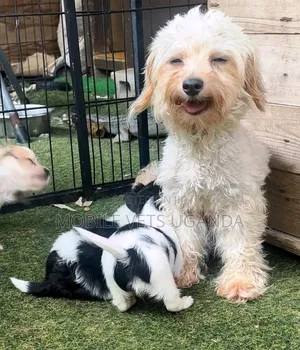0-1 month Male Purebred Maltese