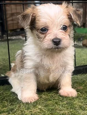 1-3 months Male Purebred Maltese