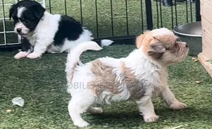 3-6 months Female Purebred Maltese