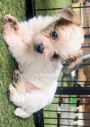 3-6 months Male Purebred Japanese Spitz