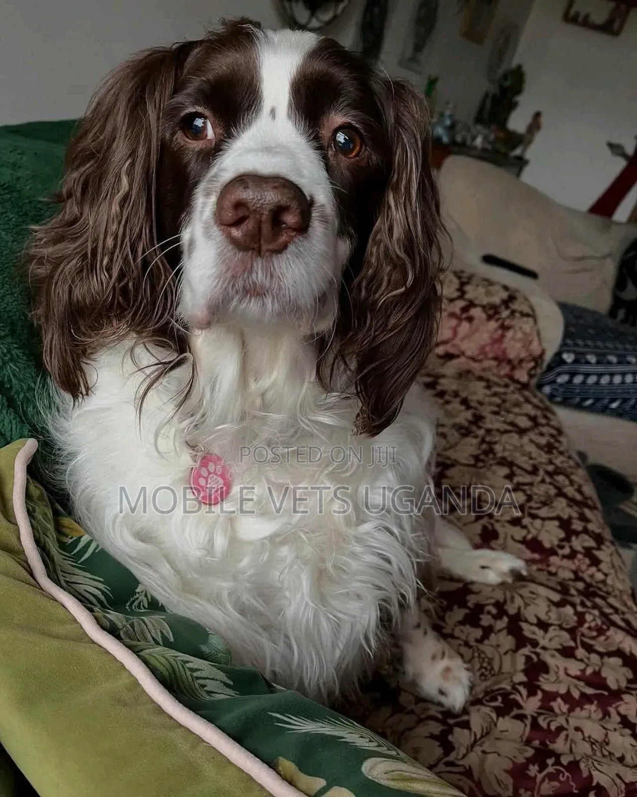 3-6 months Male Purebred Cocker Spaniel