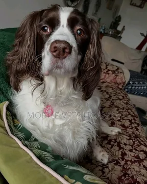 3-6 months Male Purebred Cocker Spaniel
