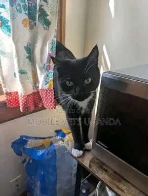 3-6 months Male Purebred Bombay