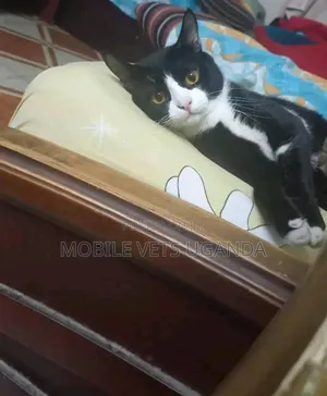 1+ year Male Purebred Manx