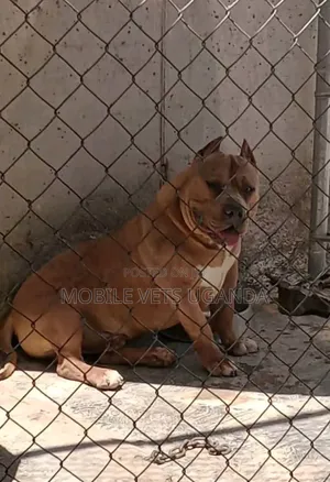 3-6 months Male Purebred American Pit Bull Terrier