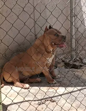 6-12 months Female Purebred American Pit Bull Terrier