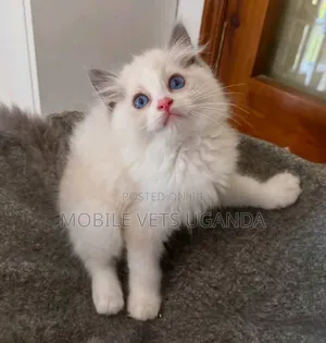 0-1 month Male Purebred Bombay