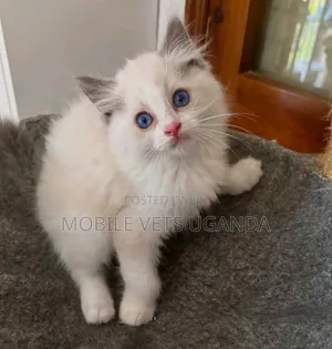 1-3 months Female Purebred Nebelung